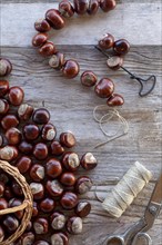 Chestnut string with seeds of the common sweet buckeye