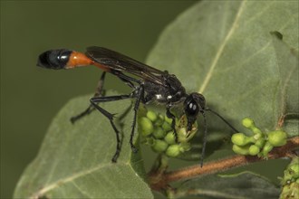 Red banded sand wasp