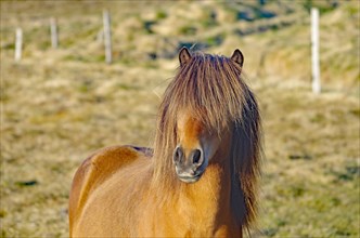 Icelandic horse with thick mane going over the eyes