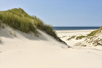 Marginal dunes overgrown with dune grass