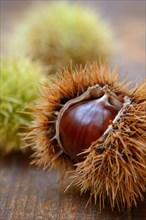 Fruit of the sweet chestnut