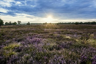 Sunset and flowering Common Heather