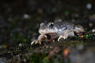 Common midwife toad