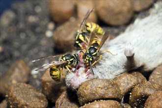 Three Wasps