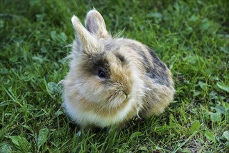 Pygmy rabbit