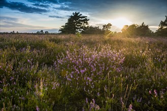 Sunset and flowering Common Heather