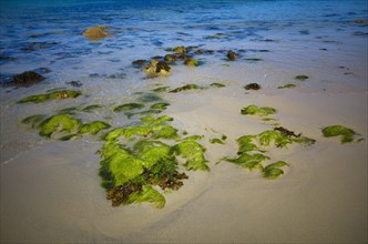 Seaweed on the beach of Port Blanc