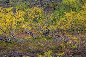 Colourful autumn colours at a small birch forest