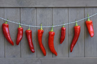Red peppers hung to dry on string