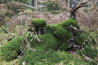 Tree stump overgrown by Common haircap moss