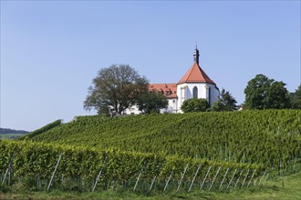 Vineyard with Vogelsburg with church Mariae Schutz
