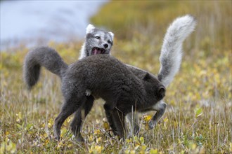 Young playing Arctic foxes