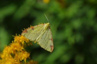 Yellow moth or Brimstone moth