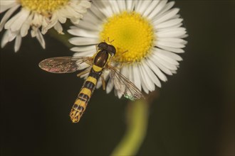 Long hoverfly