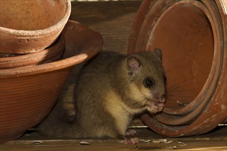 Edible dormouse