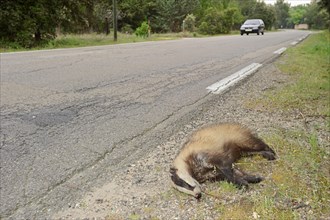 Dead badger