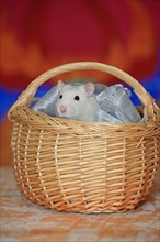 Coloured rat in basket