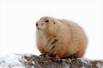 Black-tailed Prairie Dog