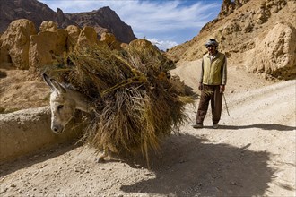Man with his donkey on his way home