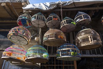 Birds for sale