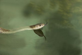 Chinese rat snake