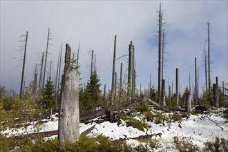 Dead mountain spruces at Lusen