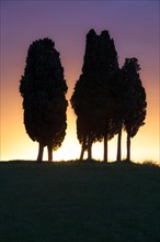 Cypresses