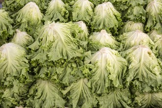 Macro view of fresh lettuce