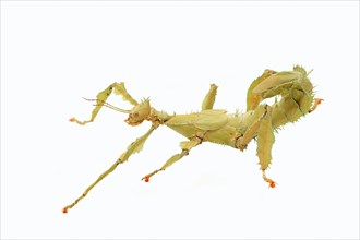 Giant prickly stick insect