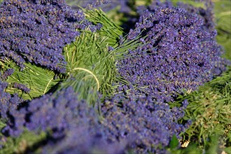 Freshly harvested lavender