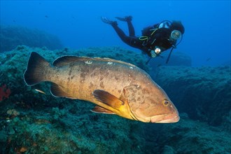Diver swimming next to and looking at Dusky Grouper