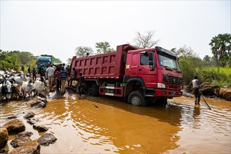 Truck stuck in a waterhole while a herd of cows passing by