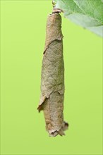 Birch Leaf-roller