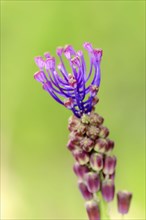 Tassel Hyacinth