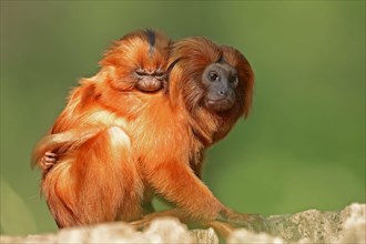 Golden Lion Tamarin with young