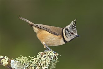 Crested Tit