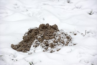 Mole mound in winter