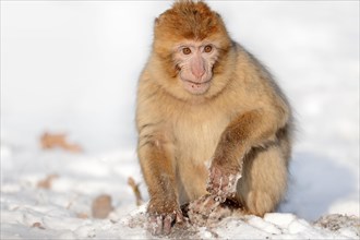 Young Barbary Ape
