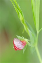 Narrow-leaved Red Vetchling