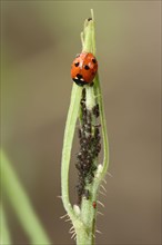 Seven-spott ladybird