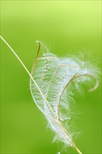 Smallflower Hairy Willowherb
