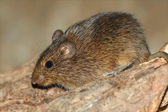 Hispid Cotton Rat