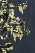 Bearded Lichen