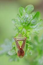 Hawthorn Shield Bug