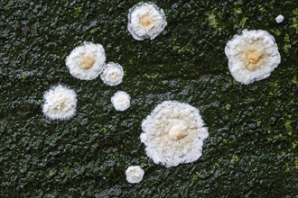 Detaching bark fungus