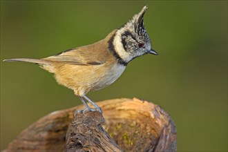 Crested Tit