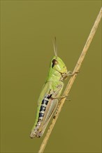 Common Meadow grasshopper