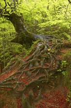 Beech trees