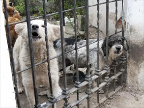 Mixed breed dogs behind gate