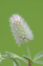 Hare clover